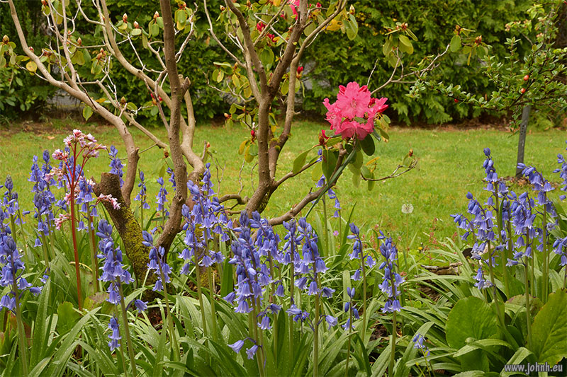 Flowers in my garden in Keswick, Cumbria