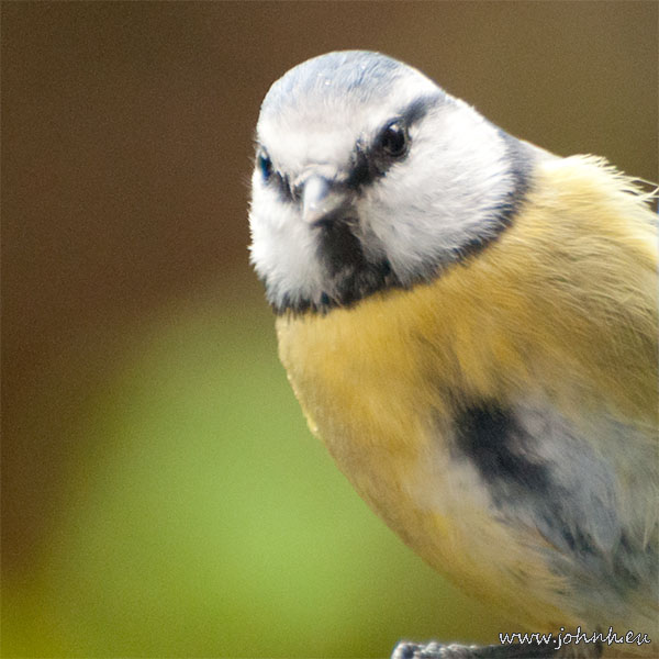 Blue tit (female) in my garden in Hammersmtih, West London