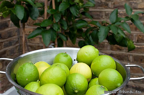 Limes harvested from my tree on my patio in West London