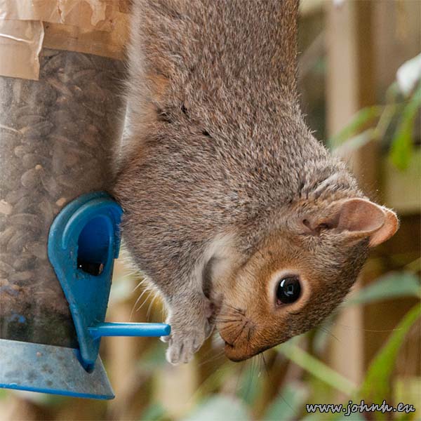 Grey squirrel on bird feeder