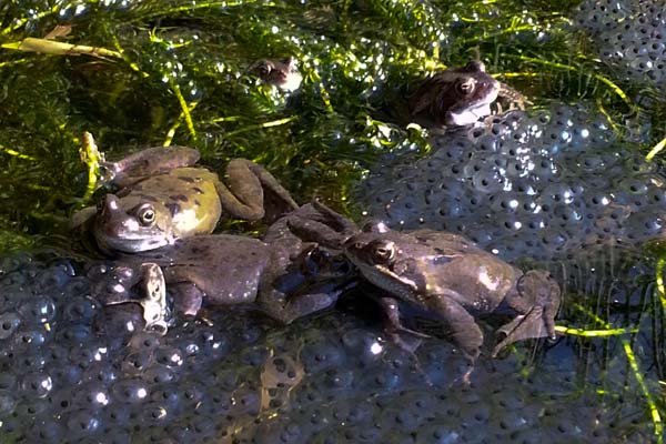 Garden frogs, spring 2015