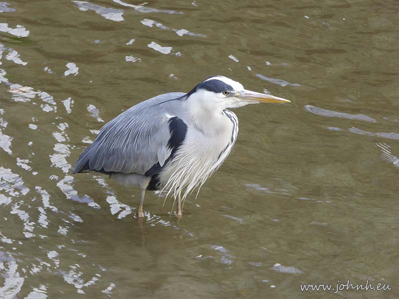 Heron at Hammersmith Reach, West London