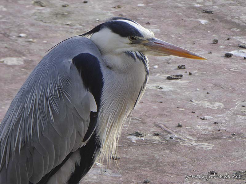 Heron at Hammersmith Reach, West London