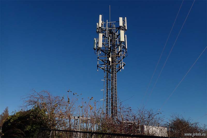 Great Wood, South Downs National Park
