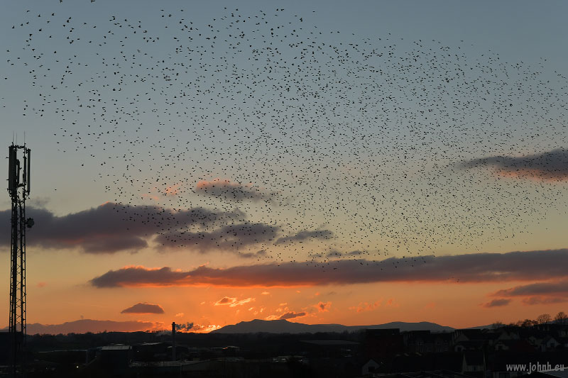 Starlings murmuration at Penrith