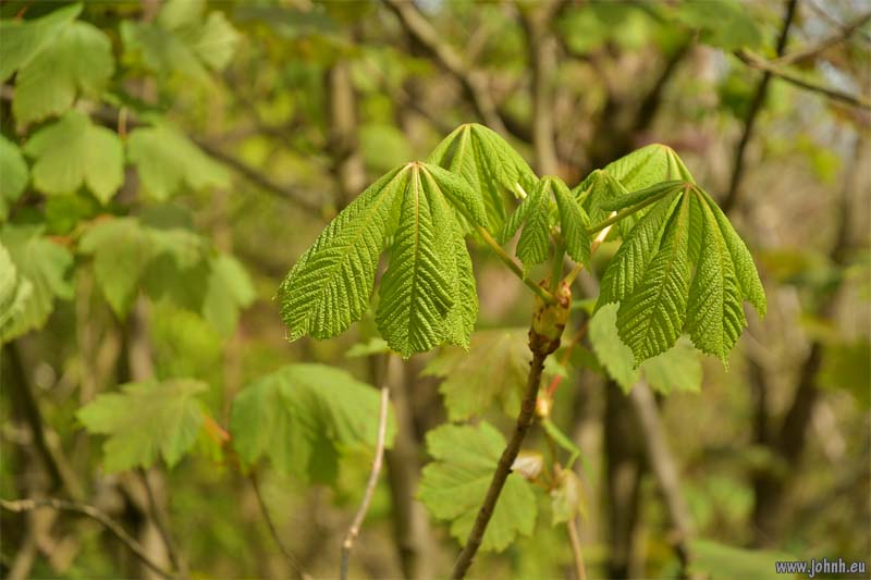Hollingbury, South Downs National Park, Sussex