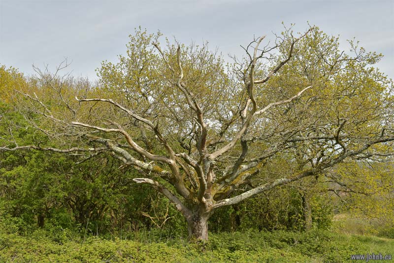 Hollingbury, South Downs National Park, Sussex