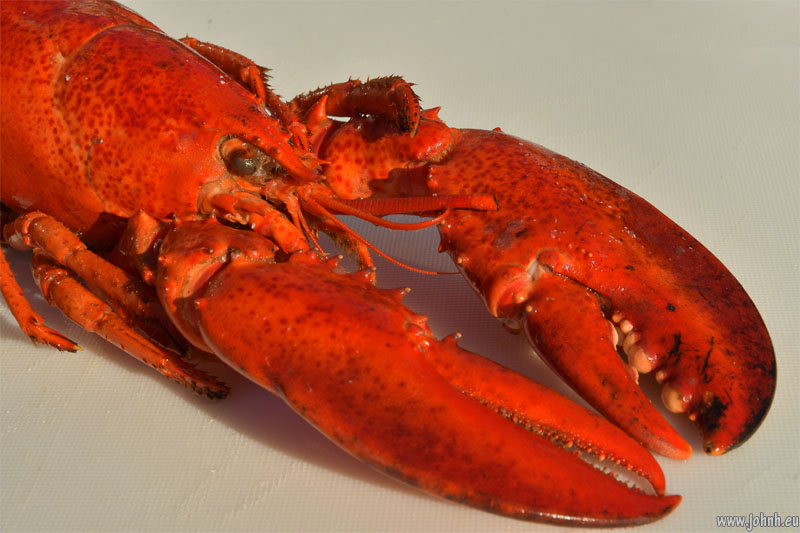 Lobster