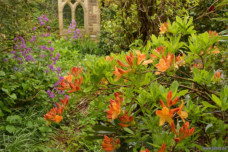 Flowers in my garden in Keswick, Cumbria