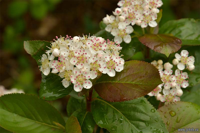 Flowers in my garden in Keswick, Cumbria