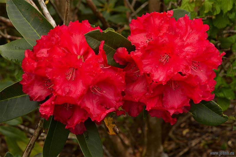 Flowers in my garden in Keswick, Cumbria