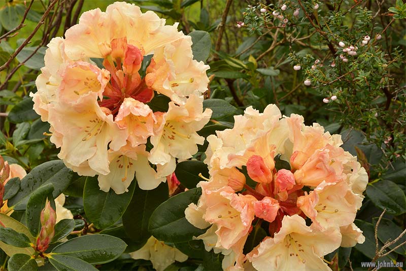 Flowers in my garden in Keswick, Cumbria