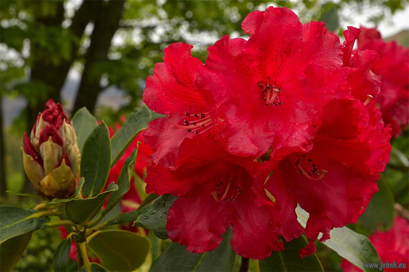 Flowers in my garden in Keswick, Cumbria