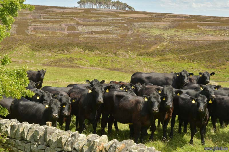 North Pennines