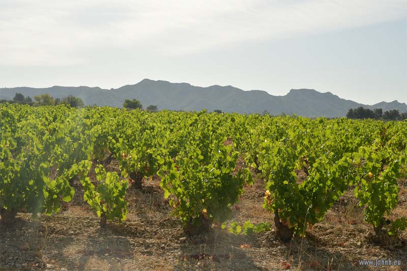 Vines