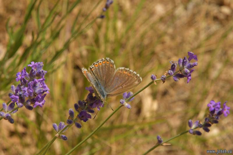Le Mont-Sainte-Baume, Provence