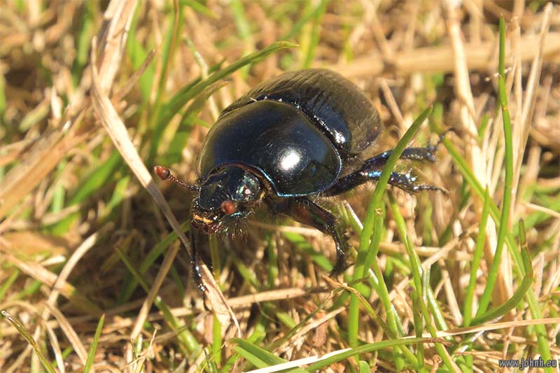 Haute Vallée de la Clarée - Alpes-de-Haut-Provence