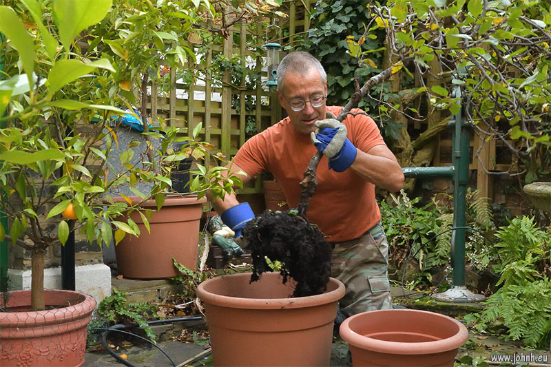 down-portting an apple tree