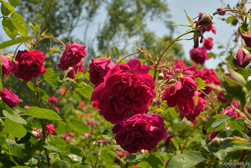 Regent’s Park rose gardens, London