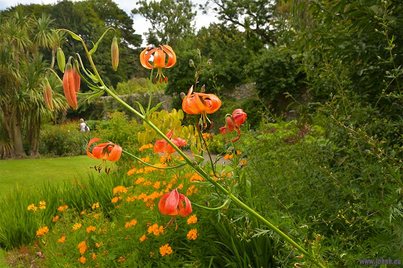Logan Botanic Garden, Scotland 