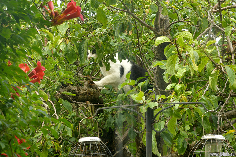 Big cat in the trees in Preston Park, Brighton 