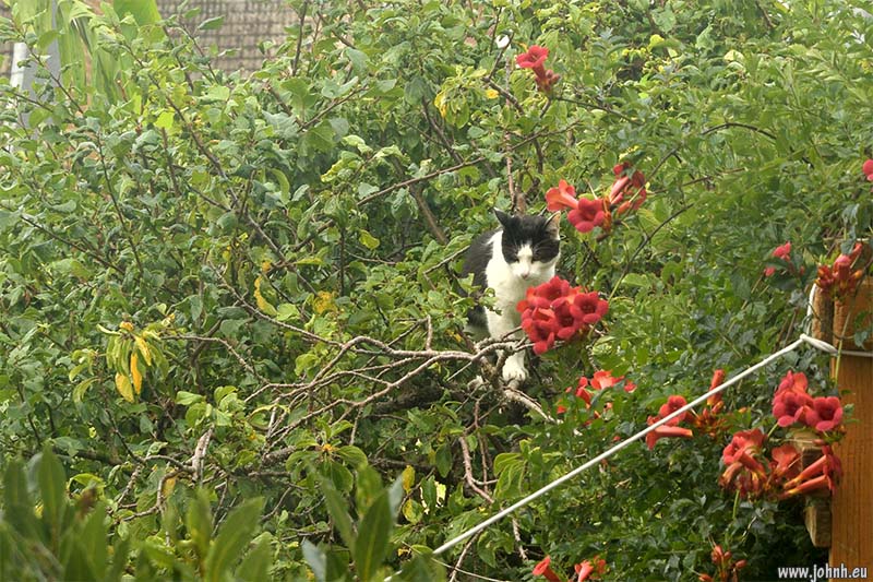 Big cat in the trees in Preston Park, Brighton 