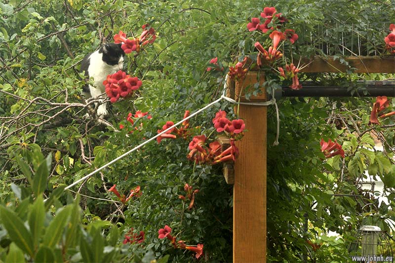 Big cat in the trees in Preston Park, Brighton 
