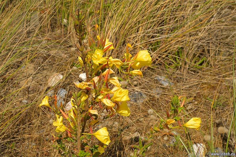 Yellow Horned Poppy