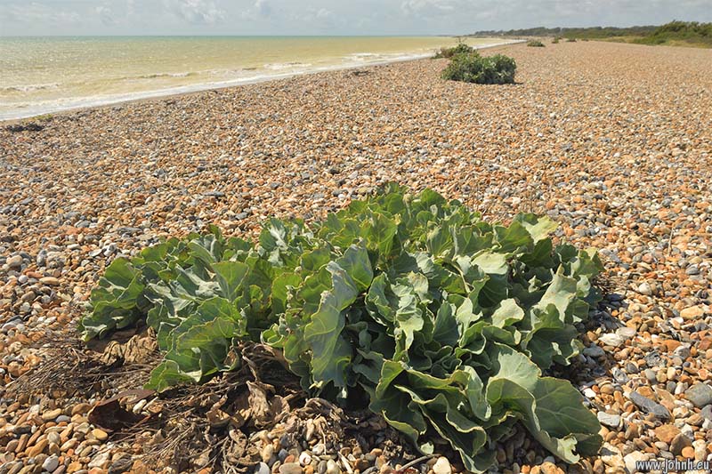 Sea Kale