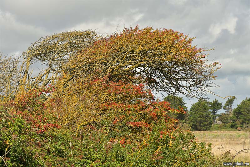Hedgerow