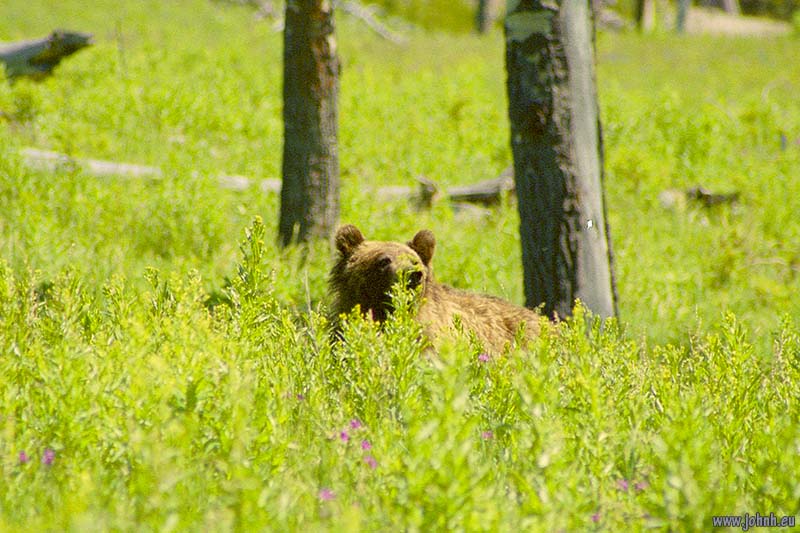 Grizzly bear - Yellowstone National Park