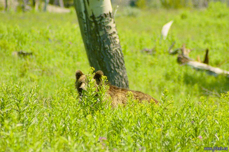 Grizzly bear - Yellowstone National Park