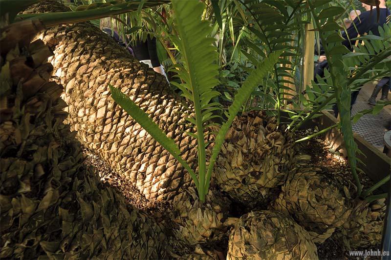 Palm House at Kew Gardens