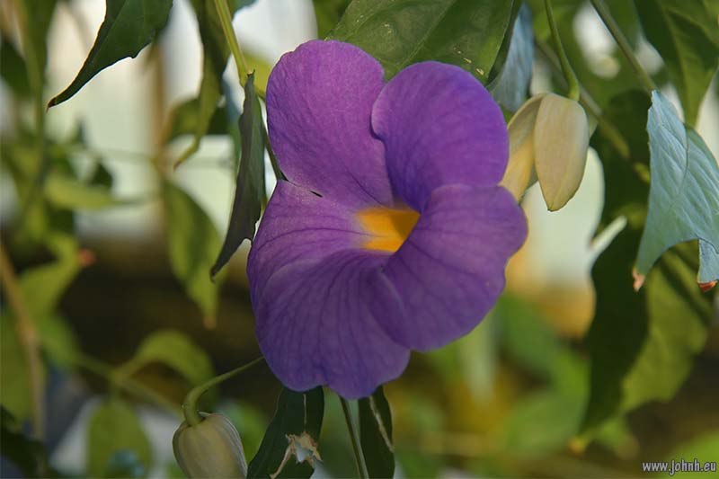 Palm House at Kew Gardens