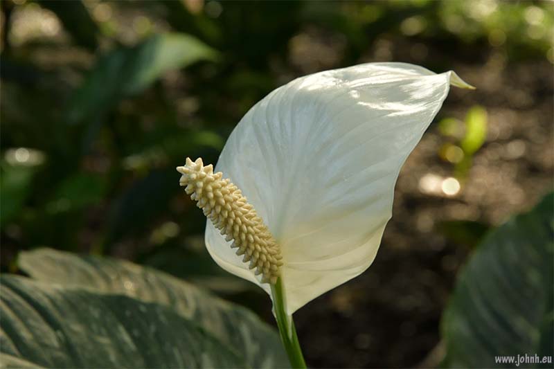 Palm House at Kew Gardens
