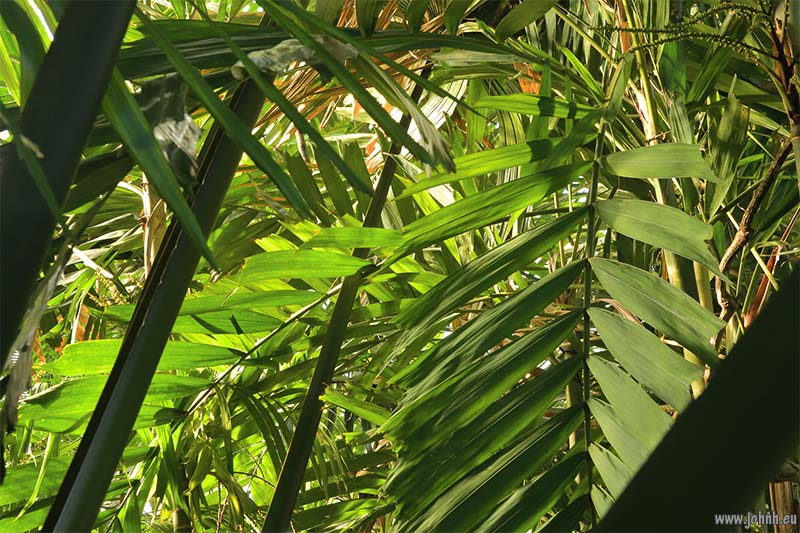 Palm House at Kew Gardens