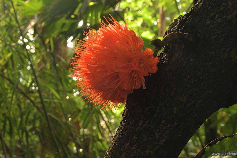 Palm House at Kew Gardens