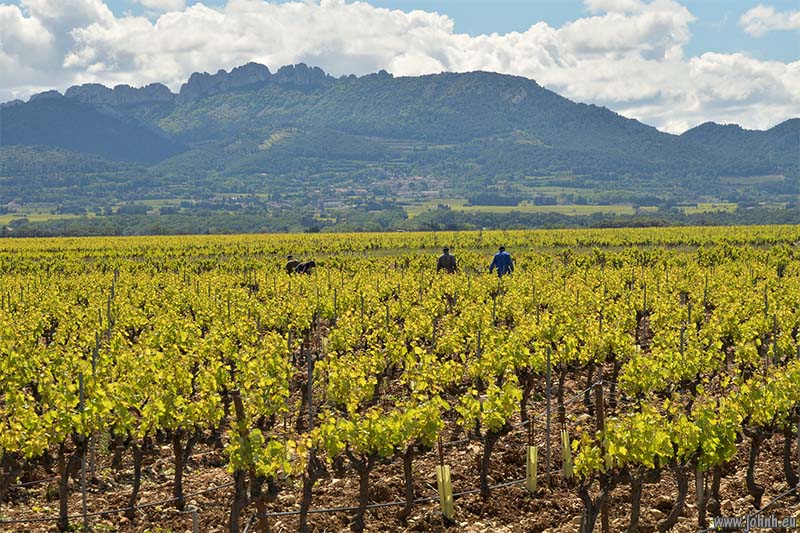 Violès, Côtes du Rhône Villages