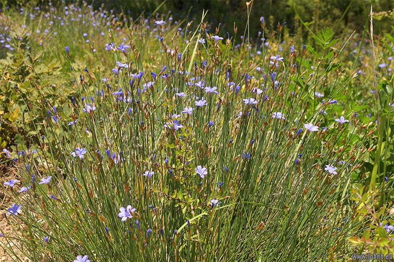 Dentelles de Montmirail 