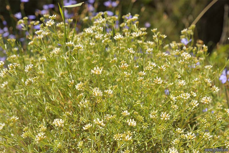 Dentelles de Montmirail 