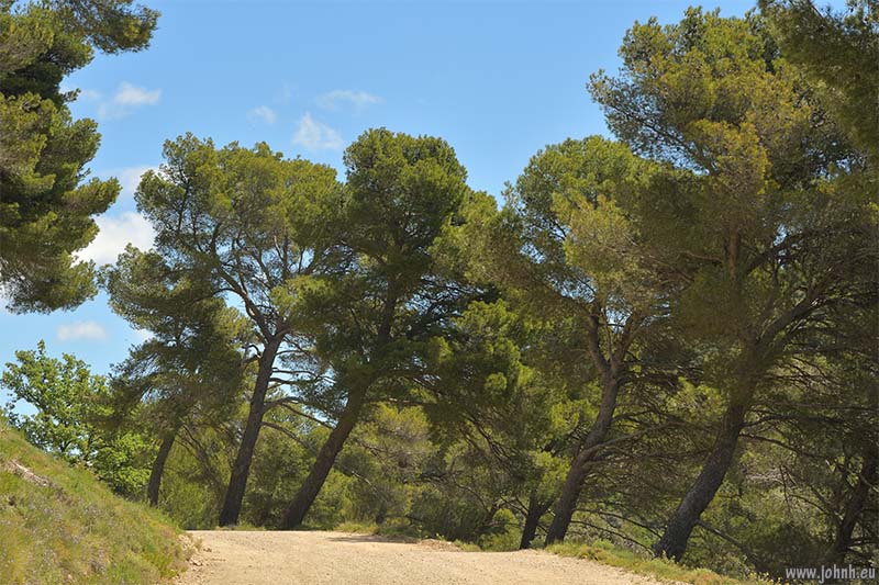 Dentelles de Montmirail 