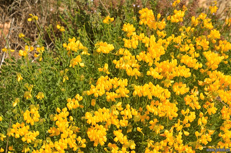 Dentelles de Montmirail 