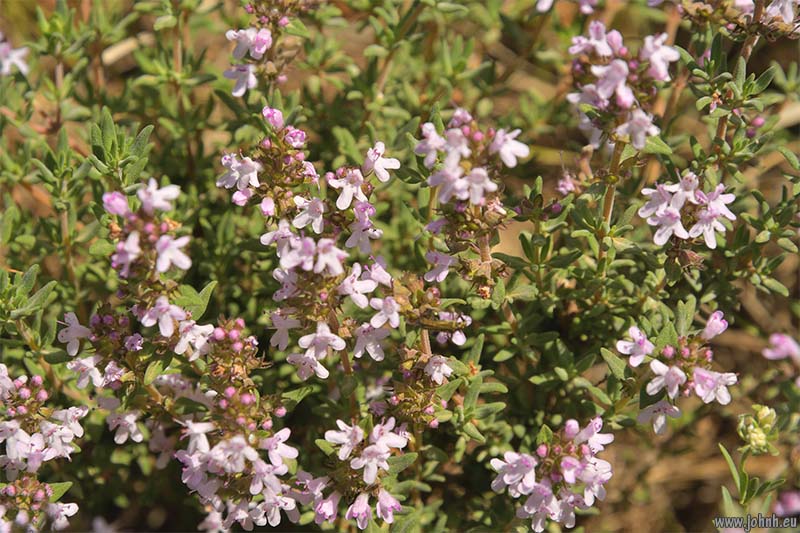 Dentelles de Montmirail 