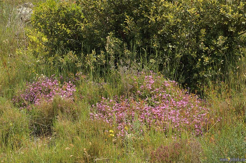 Dentelles de Montmirail 