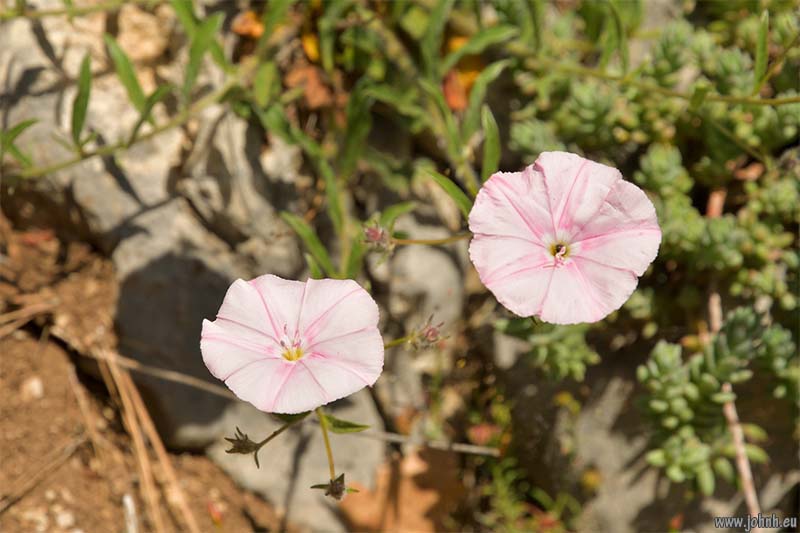 Dentelles de Montmirail 