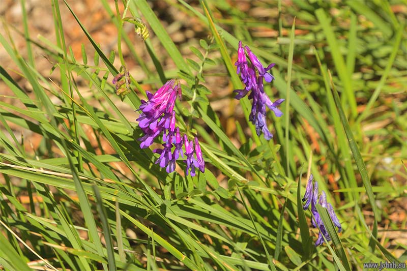 Dentelles de Montmirail 