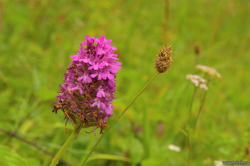 Valley of the River Darent, Kent