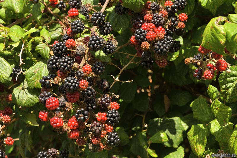 Sussex blackberries