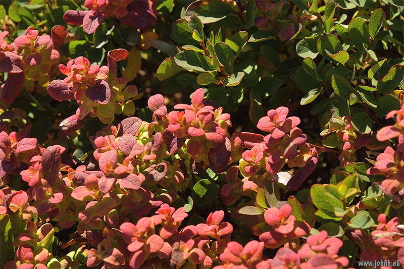 Col du Granon to Col de l’Oule