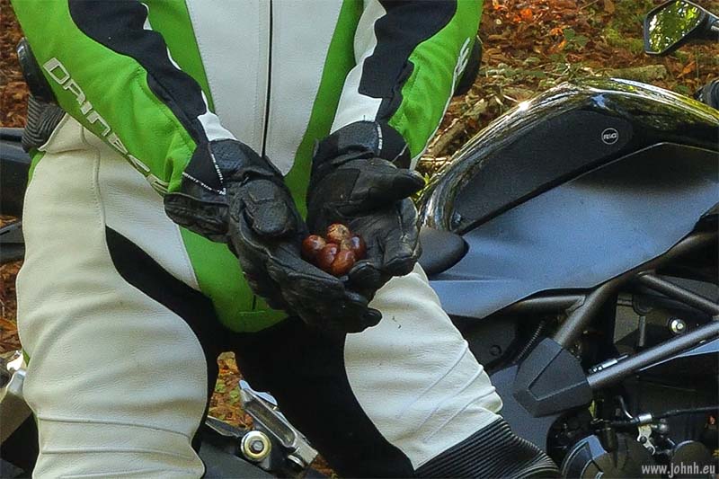 Bark House Wood, Windermere - Lake District National Park